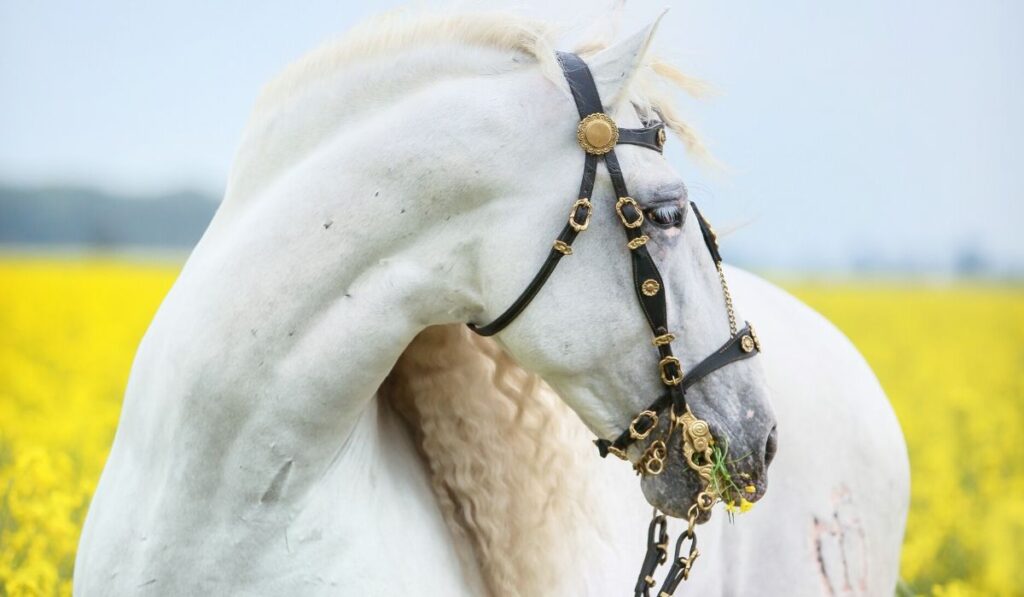 andalusian horse in field of flowers