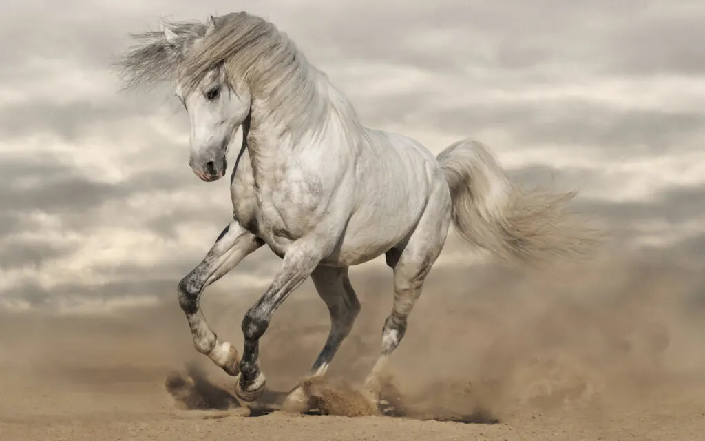 andalusian horse playing at the desert