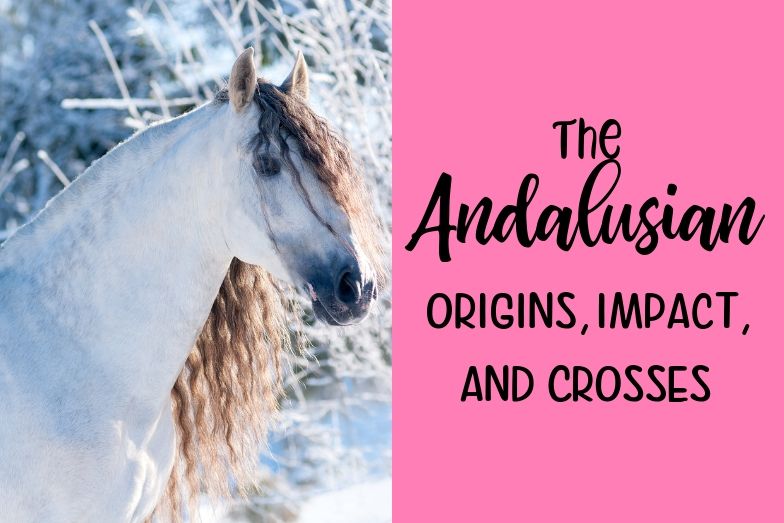 Andalusian Horse Origins, Impact, and Crosses (w Pictures) Helpful