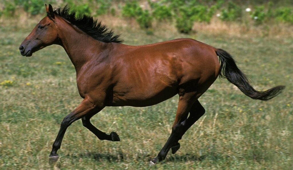 anglo-arab horse