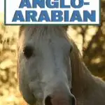 anglo-arabian breed profile