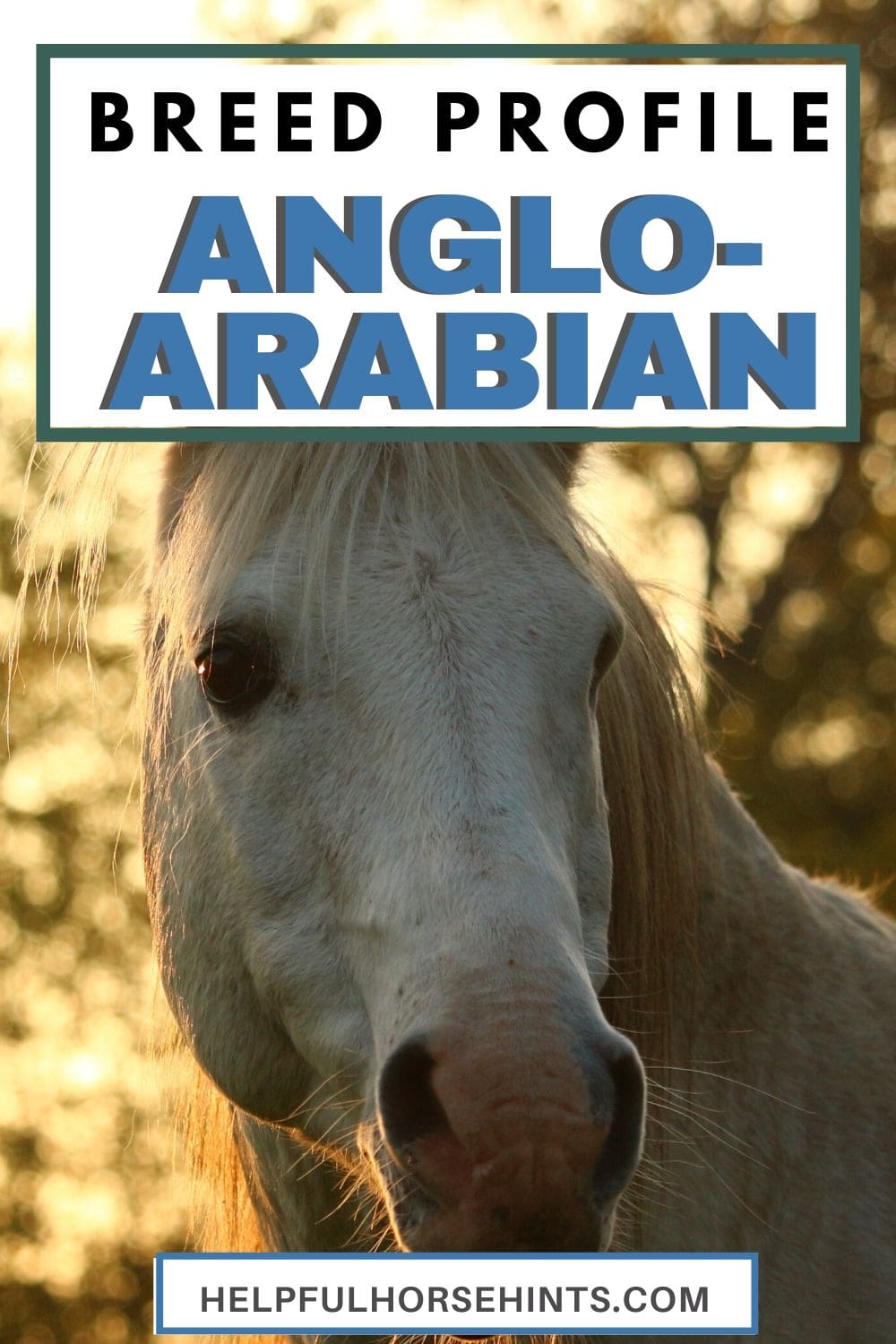 AngloArabian Horse History, Registration, Costs, & More Helpful