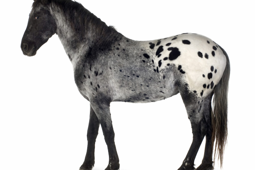 Woman in skirt with arms around dapple grey horse in field
