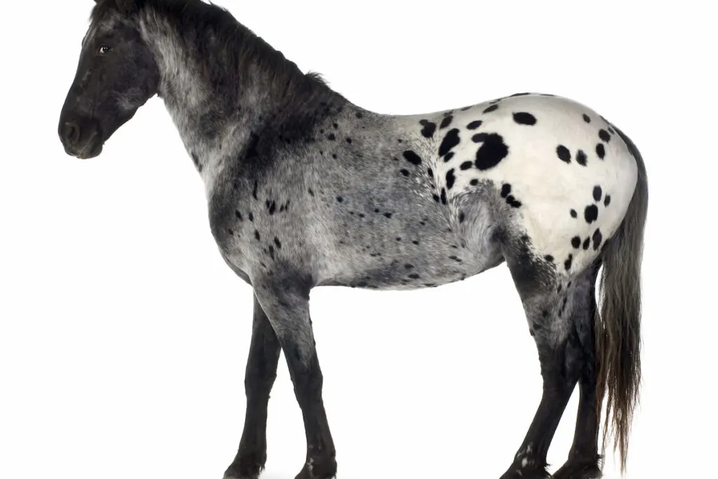Woman in skirt with arms around dapple grey horse in field
