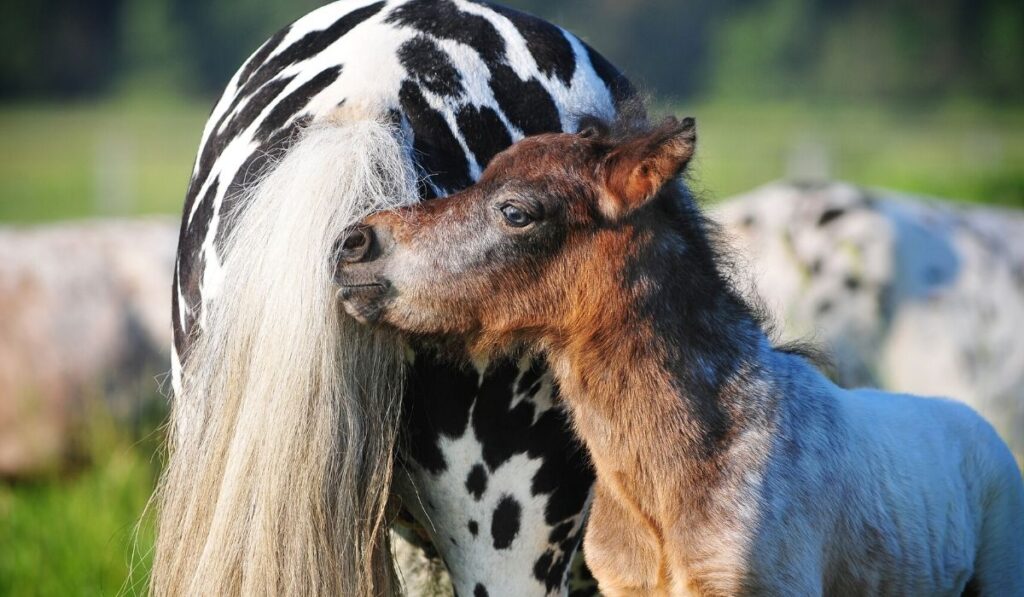 appaloosa poa pony foal and mare