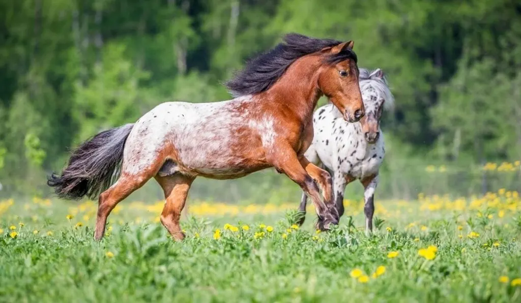 appaloosa ponies playing