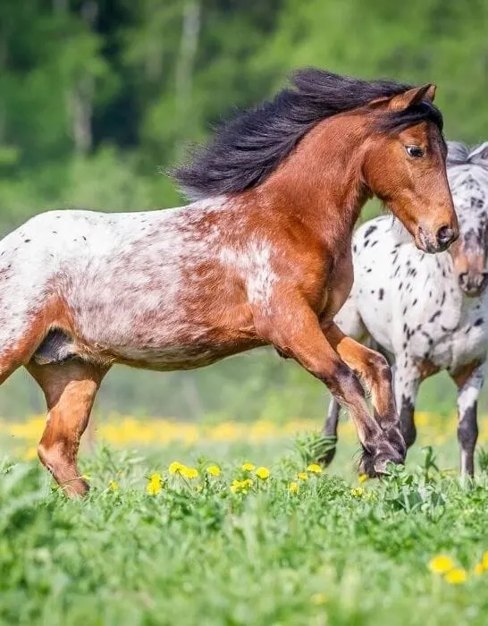 appaloosa ponies playing