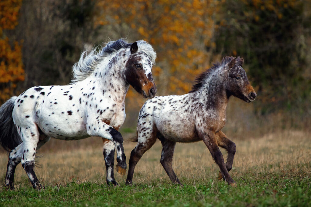 appaloosa ponies running in the wild