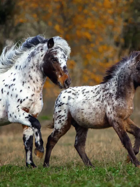 appaloosa ponies running in the wild