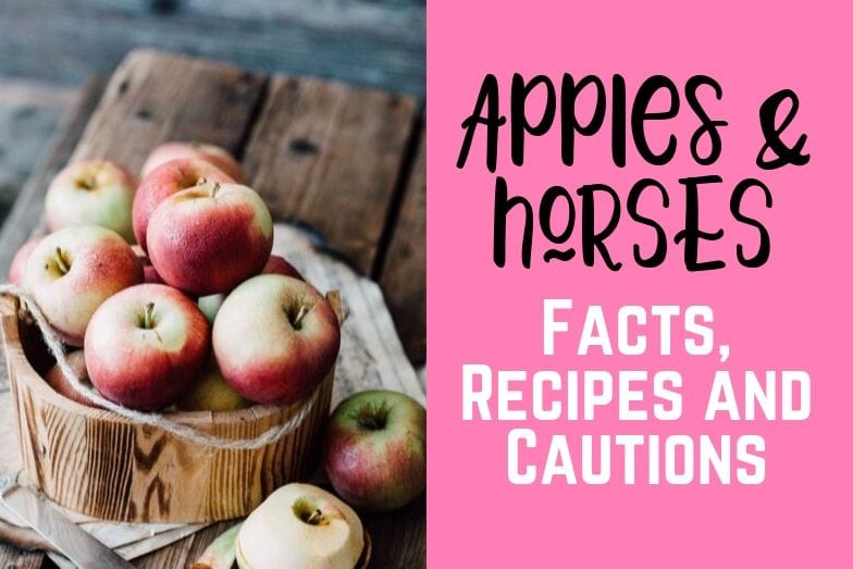 Can Horses Eat Apples Facts, Recipes & Cautions Helpful Horse Hints