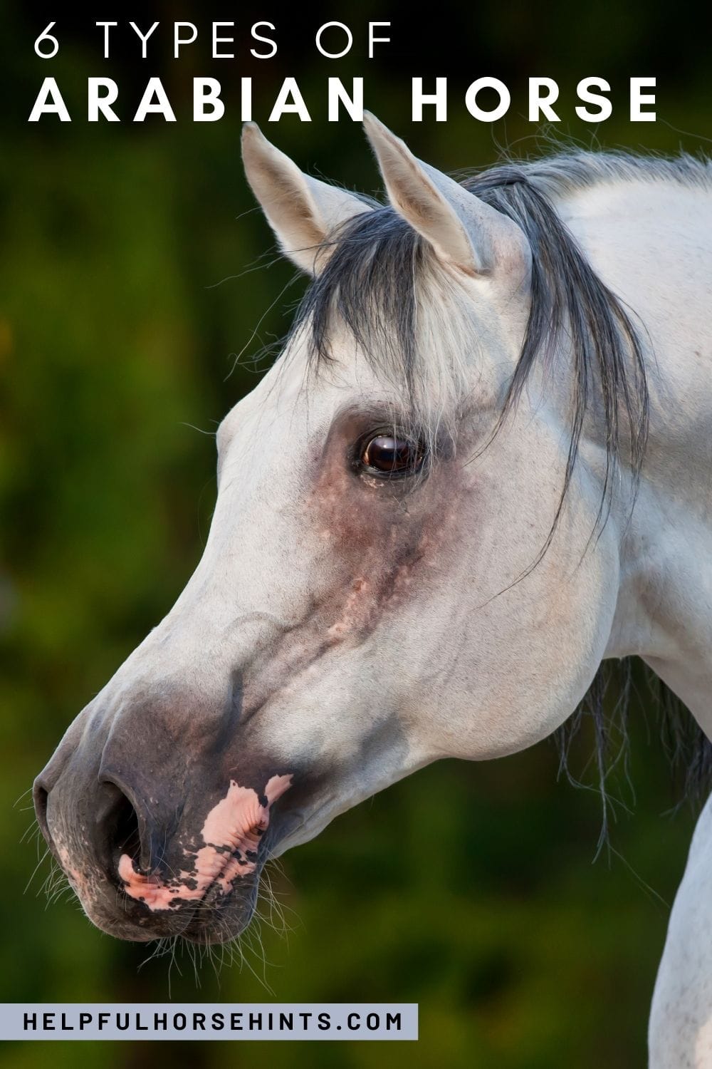 6 Main Types of Purebred Arabian Horses Helpful Horse Hints