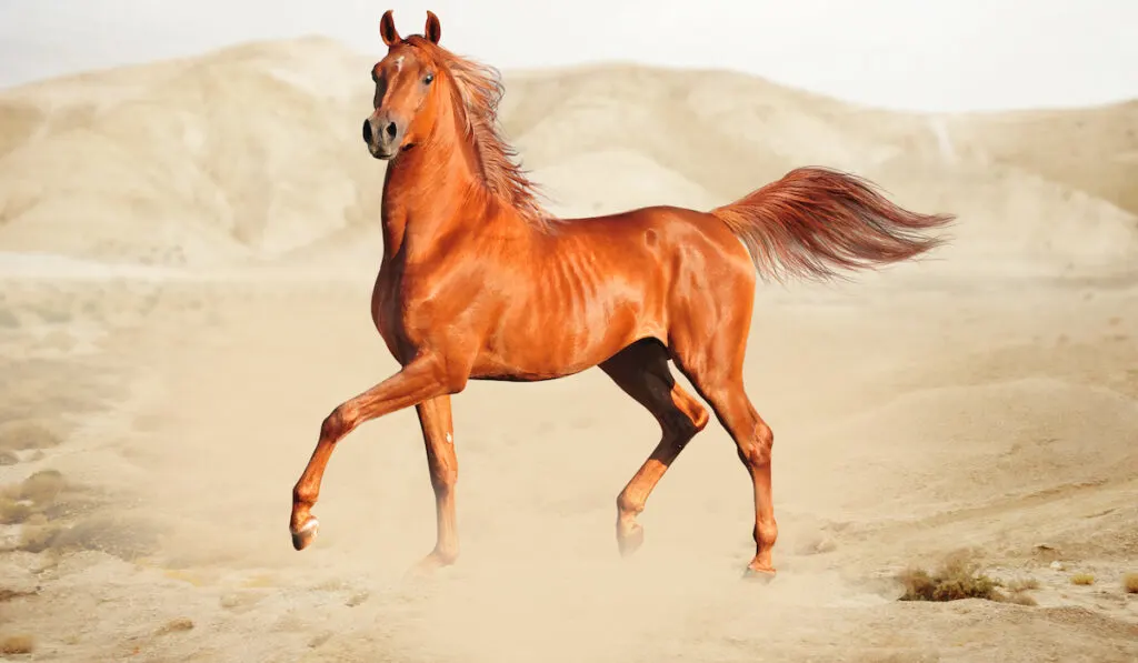 arabian horse at the desert