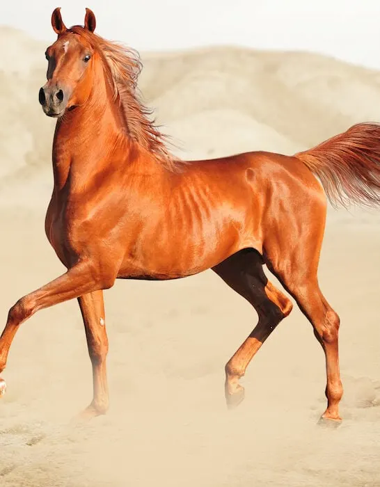 arabian horse at the desert
