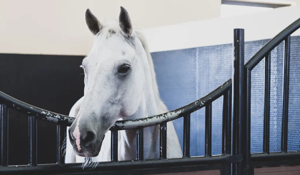 white arabian horse at stable 