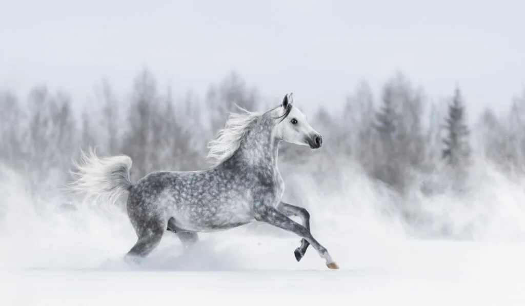 arabian horse