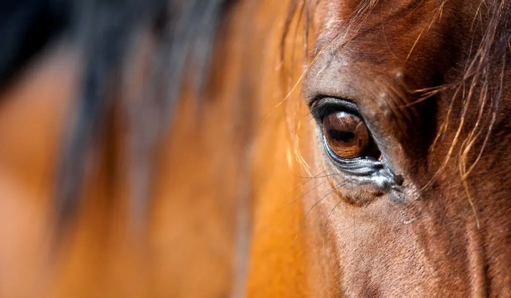 arabian horse eye