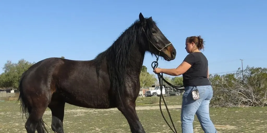 Asking a horse to back up in response to pressure on the halter