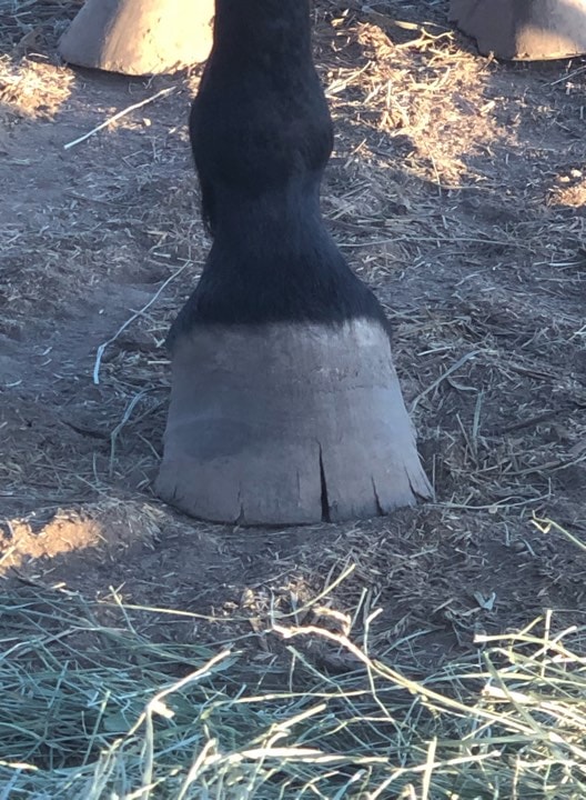Image of Horse hoof closeup