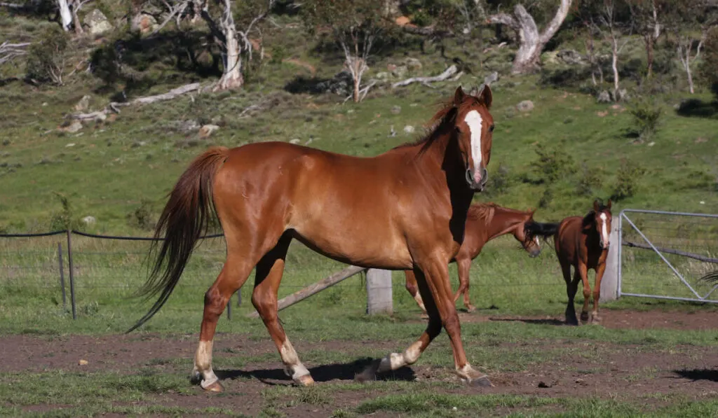 australian horses in a ranch