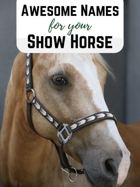 awesome names for your show horse