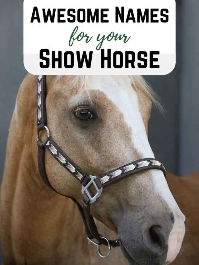 Horse Show Names