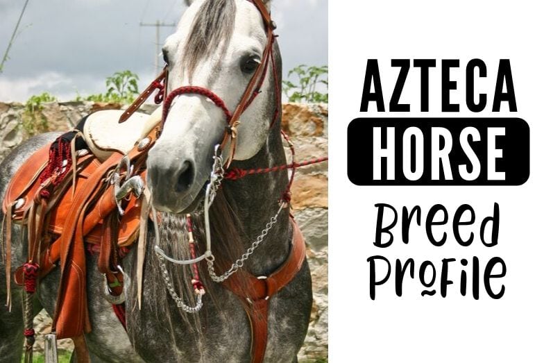 Azteca Horse Breed Profile Helpful Horse Hints