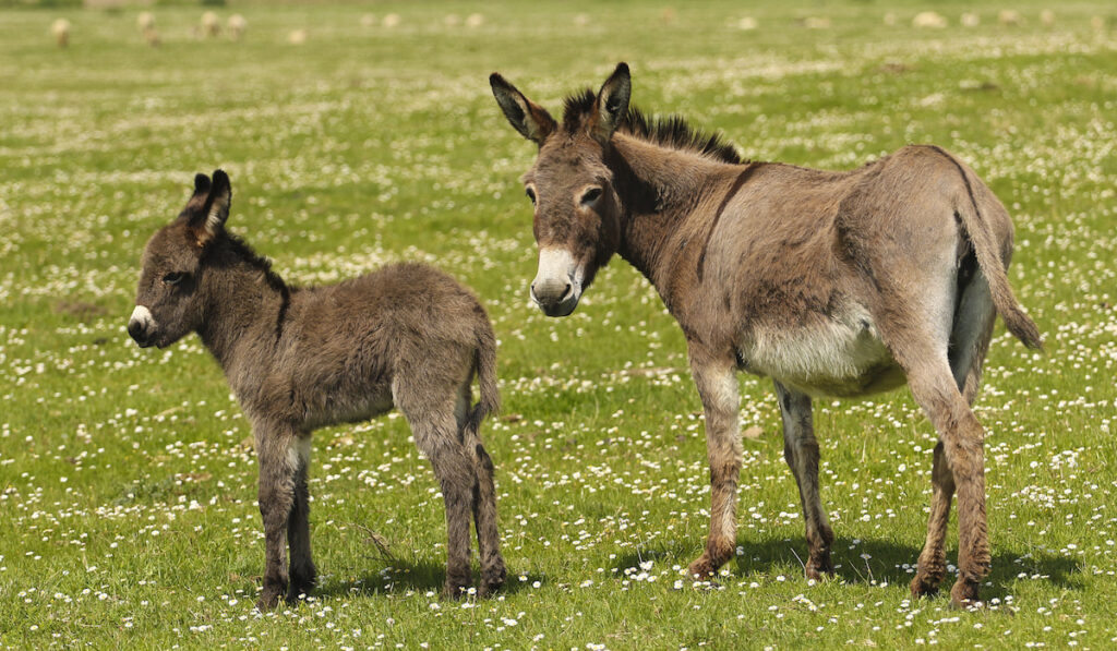 baby donkey and and adult donkey in the field