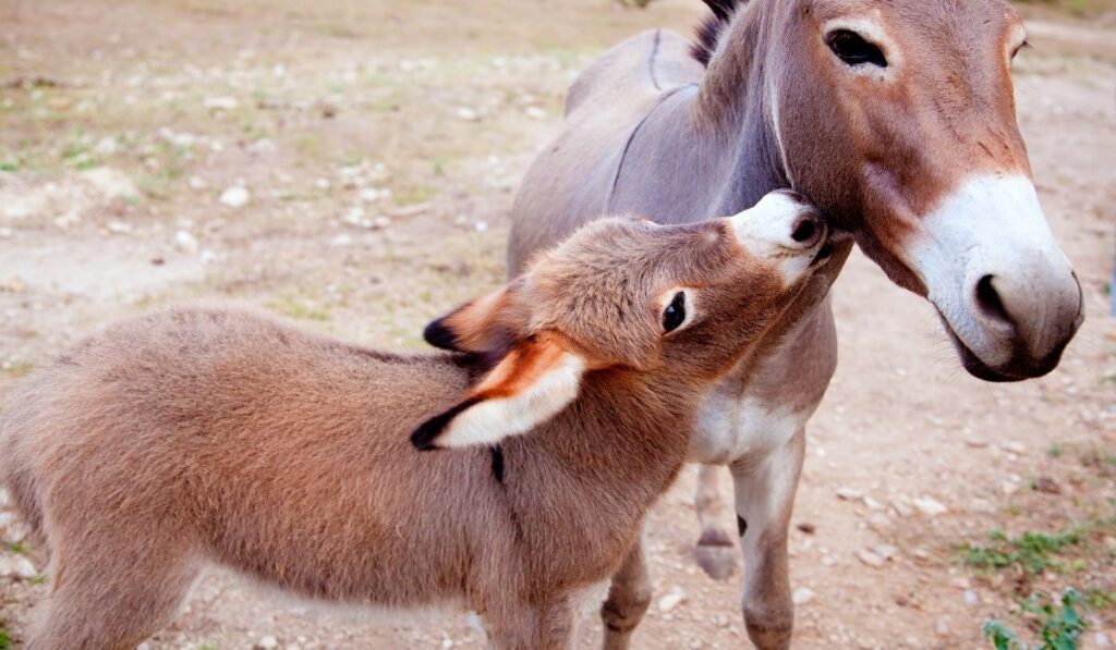 baby donkey and the mother donkey
