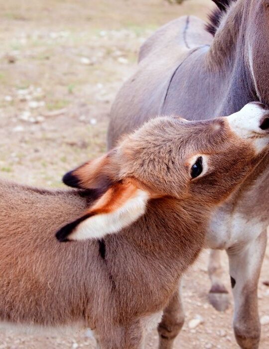 baby donkey and the mother donkey
