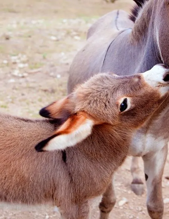 baby donkey and the mother donkey