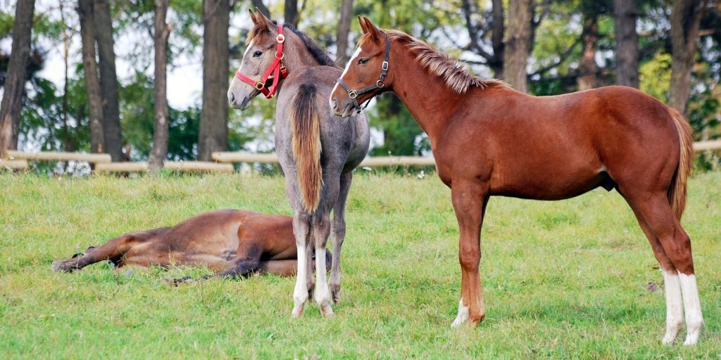 young horses in a field