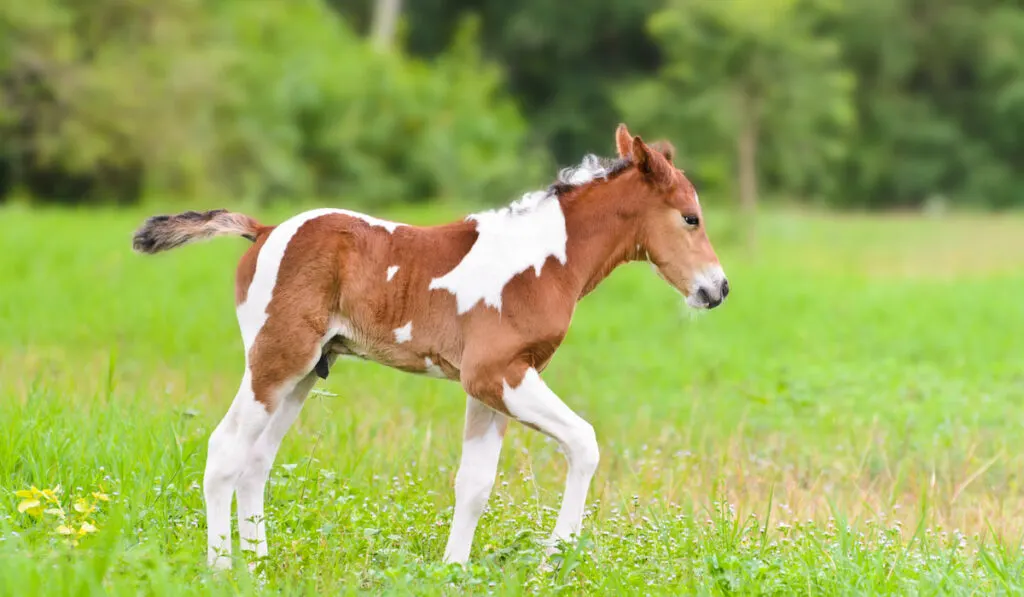 baby tennessee horse walking in the meadow