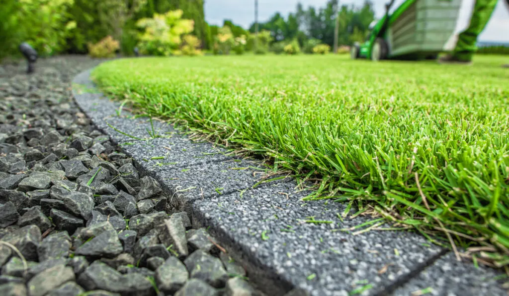 backyard lawn grass field edges