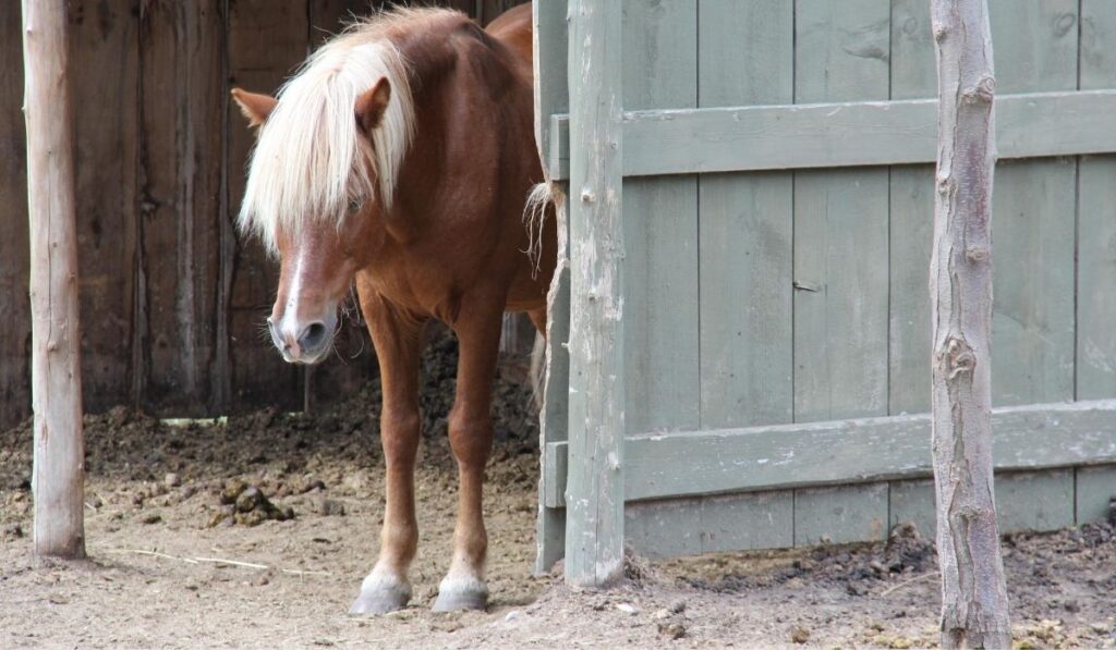 Best Flooring For A Horse Stall Helpful Horse Hints