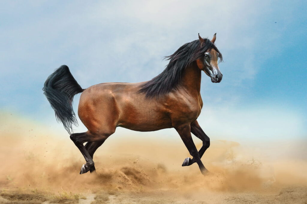 bay arabian horse running in desert
