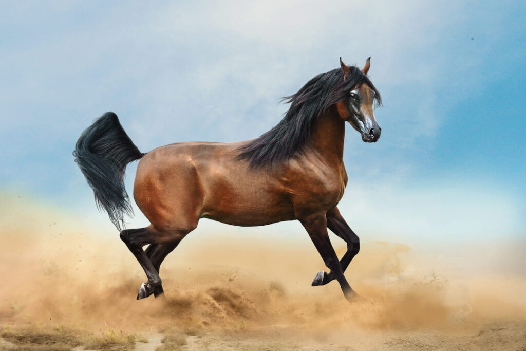 bay arabian horse running in desert