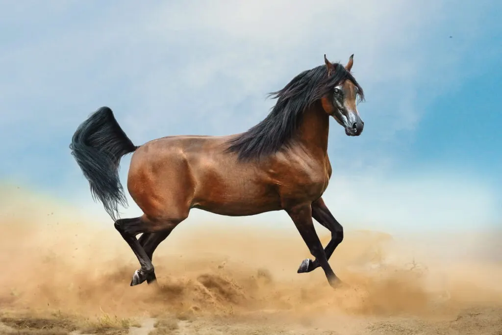 bay arabian horse running in desert