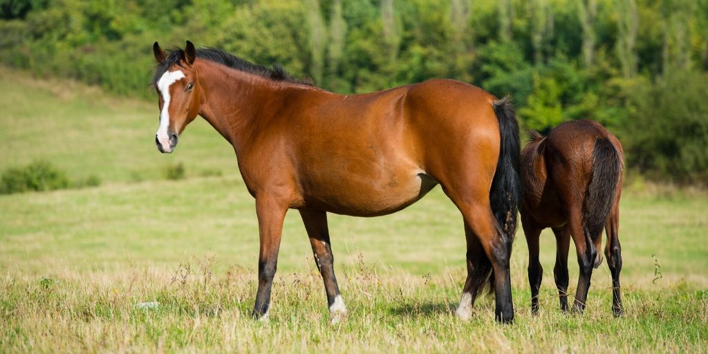 bay horse color  genetics shades breeds  famous bay