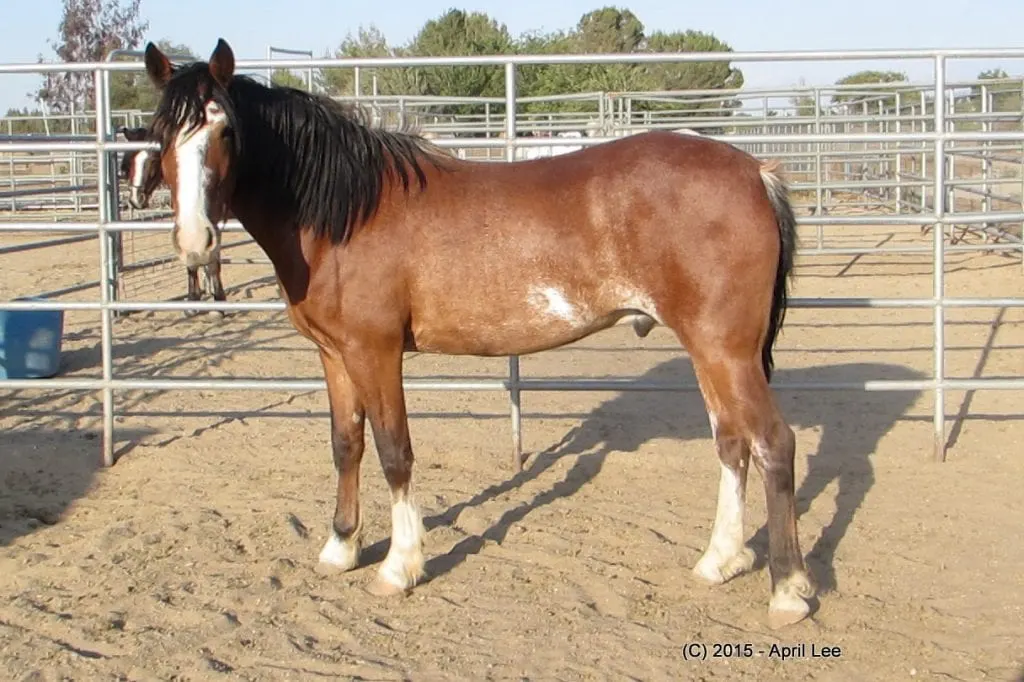 Bay rabicano blm mustang in pen