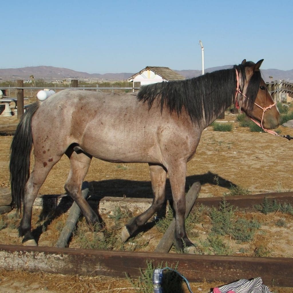 Roan on a Bay Horse