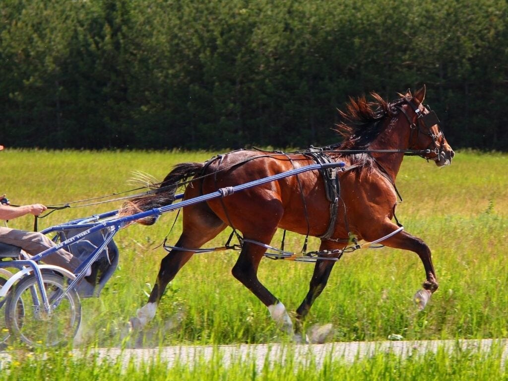 bay standardbred horse pulling a buggy