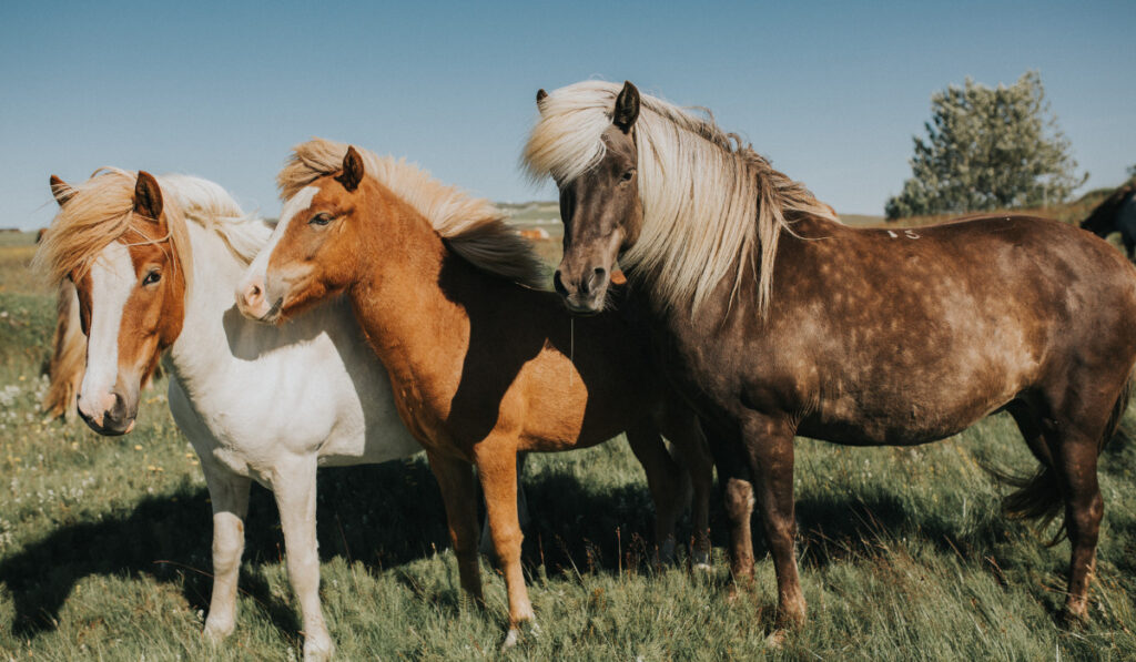 beautiful Blonde Icelandic Horse, pony, Profile Shot  ee220401