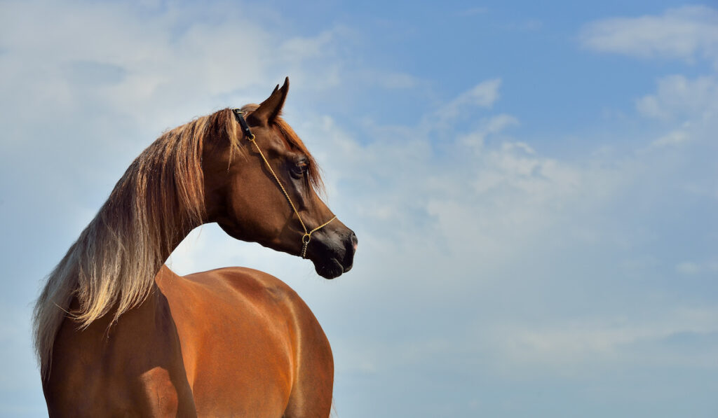 beautiful arabian horse on a blue sky backdrop