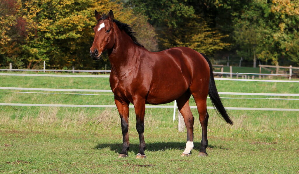 beautiful brown quarter horse