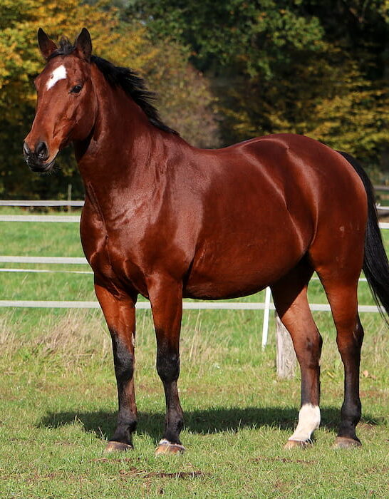 beautiful brown quarter horse