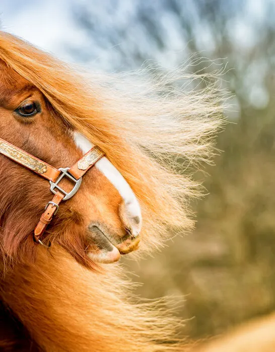 beautiful chestnut horse