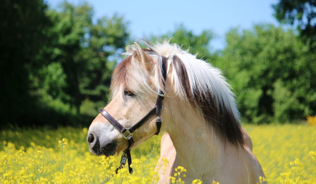beautiful fjord horse in the field