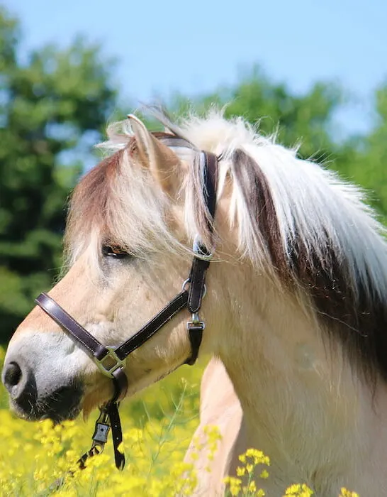 beautiful fjord horse in the field