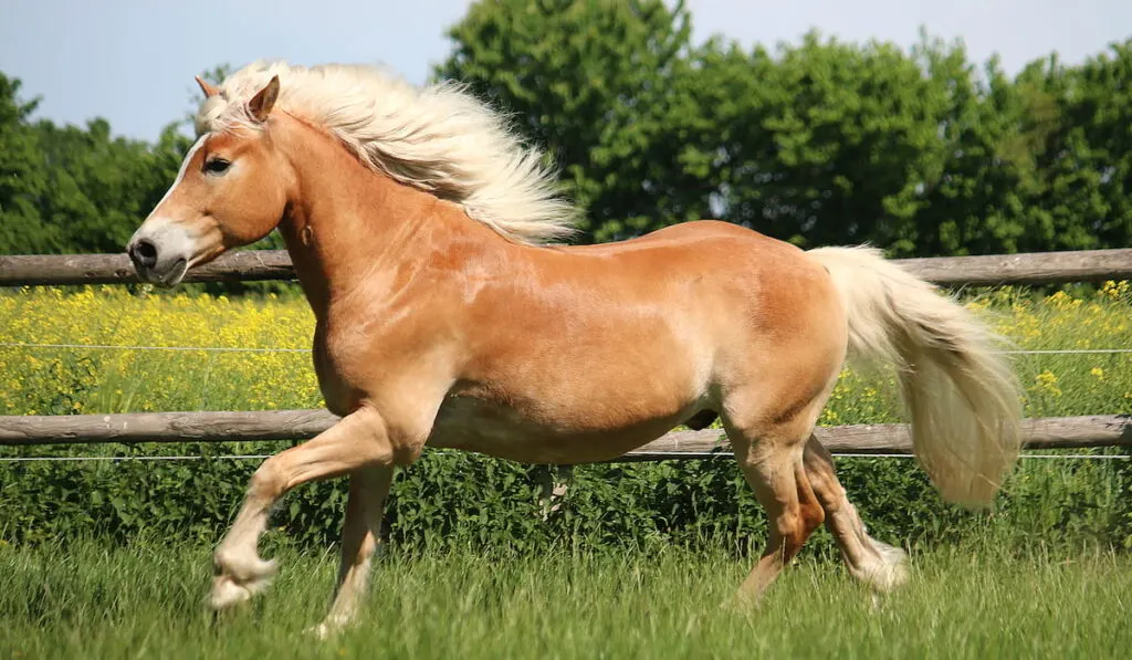 beautiful haflinger horse is running in paddocks