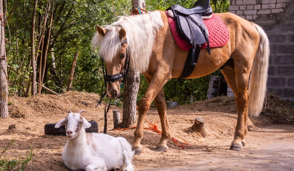 beautiful horse and a goat are resting together